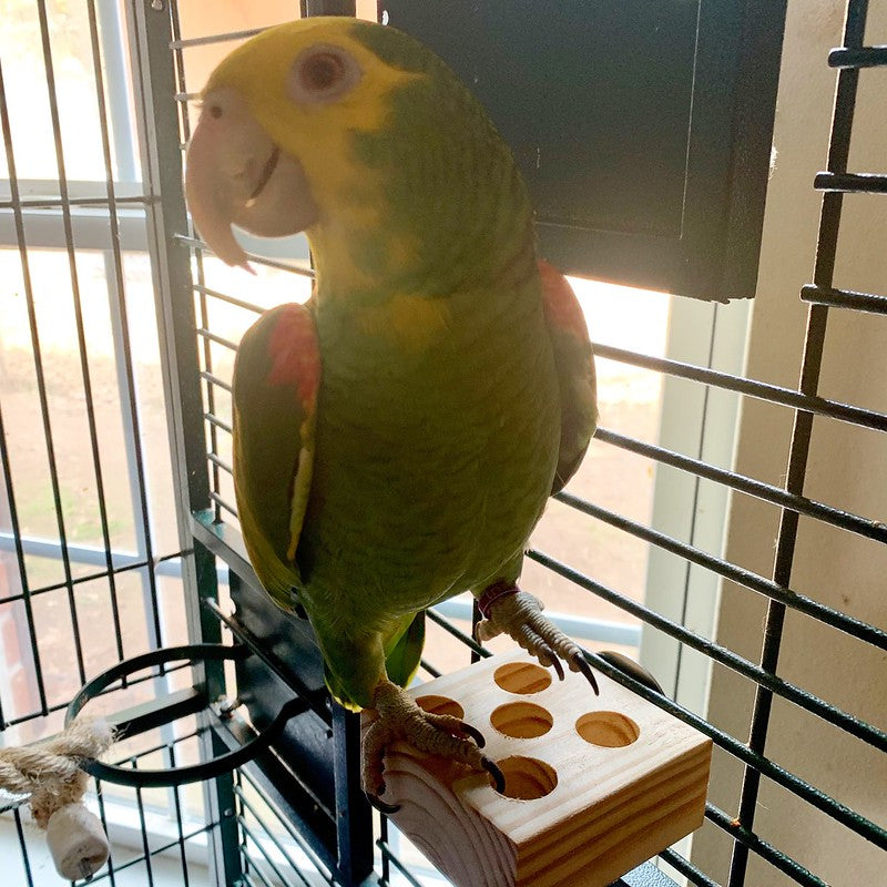 Large Natural Foraging Bird Perch | Jumbo Original Snack Table | Macaws Cockatoos