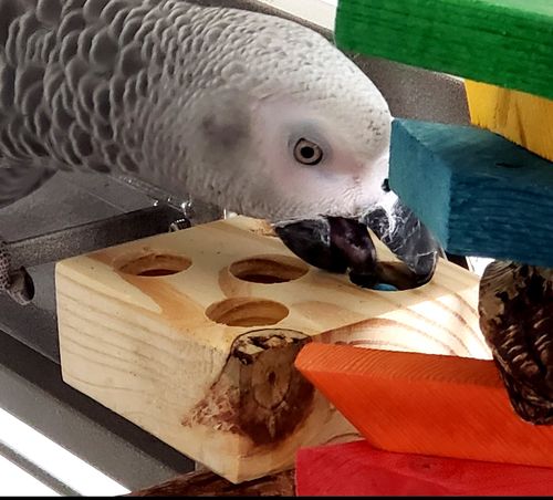 Foraging Bird Perch | Original Snack Table Bird Toy
